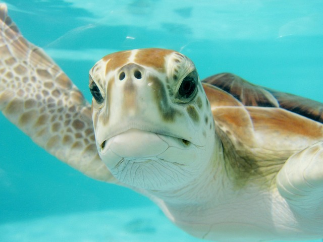 Sea turtle swimming in clear tropical water - Balabac Island is famous for sea turtle sightings