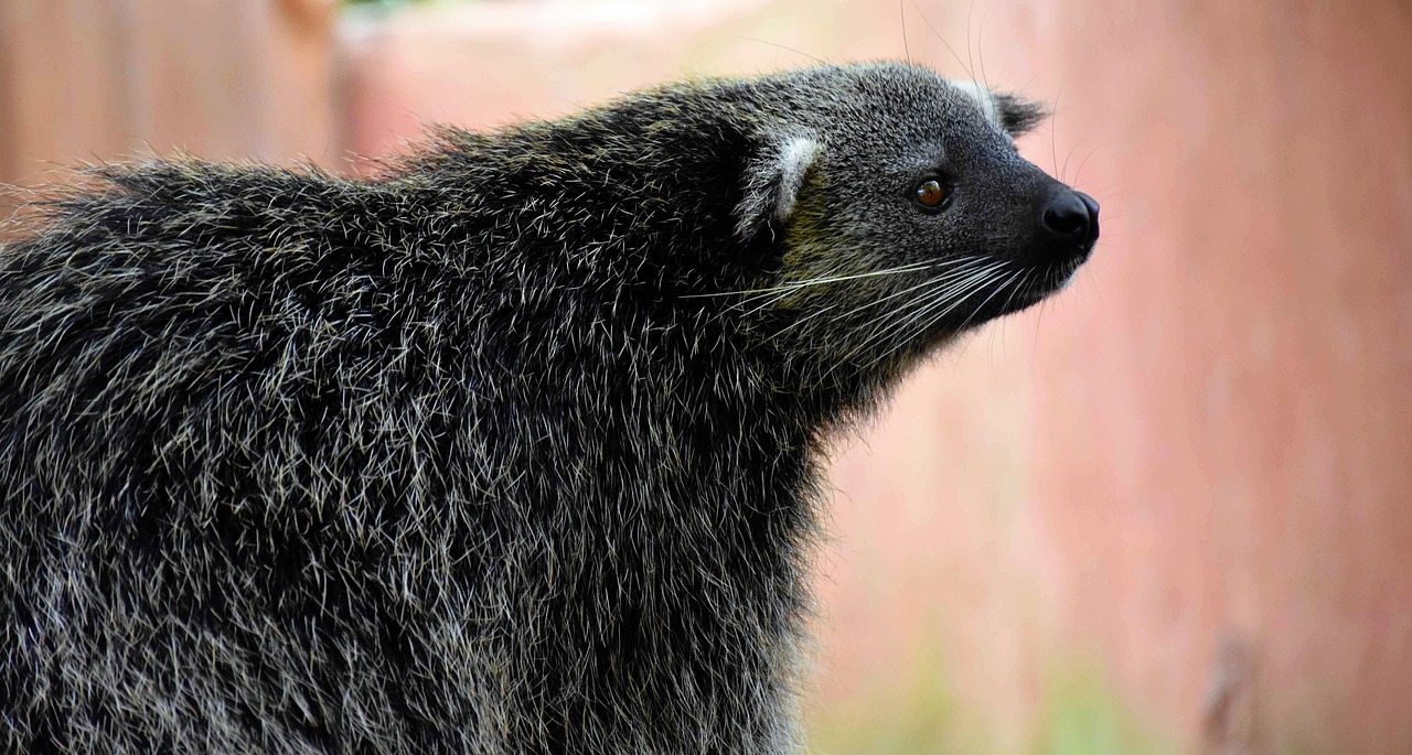 Palawan bearcat binturong endemic species found only in Palawan Philippines