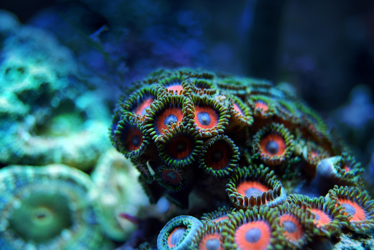 Colorful coral reef underwater in Palawan Philippines showing why sustainable travel in Palawan matters