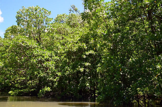 Sunrise kayak mangrove river El Nido Palawan Philippines honeymoon romantic