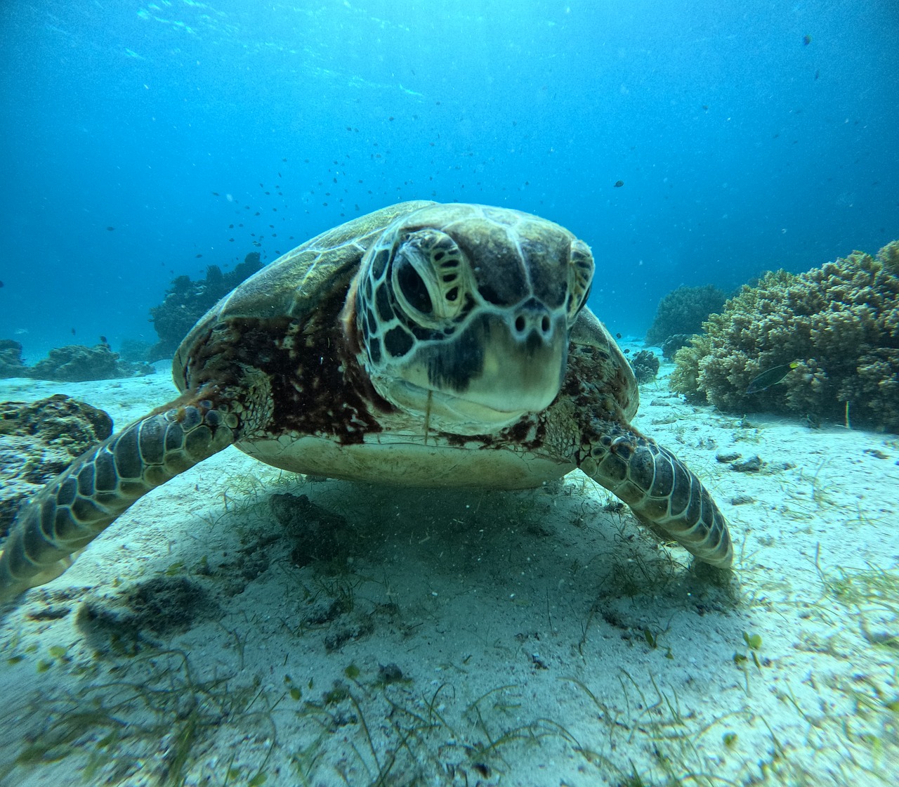 Sea turtle swimming near coral in Palawan Philippines representing eco-friendly sustainable travel values