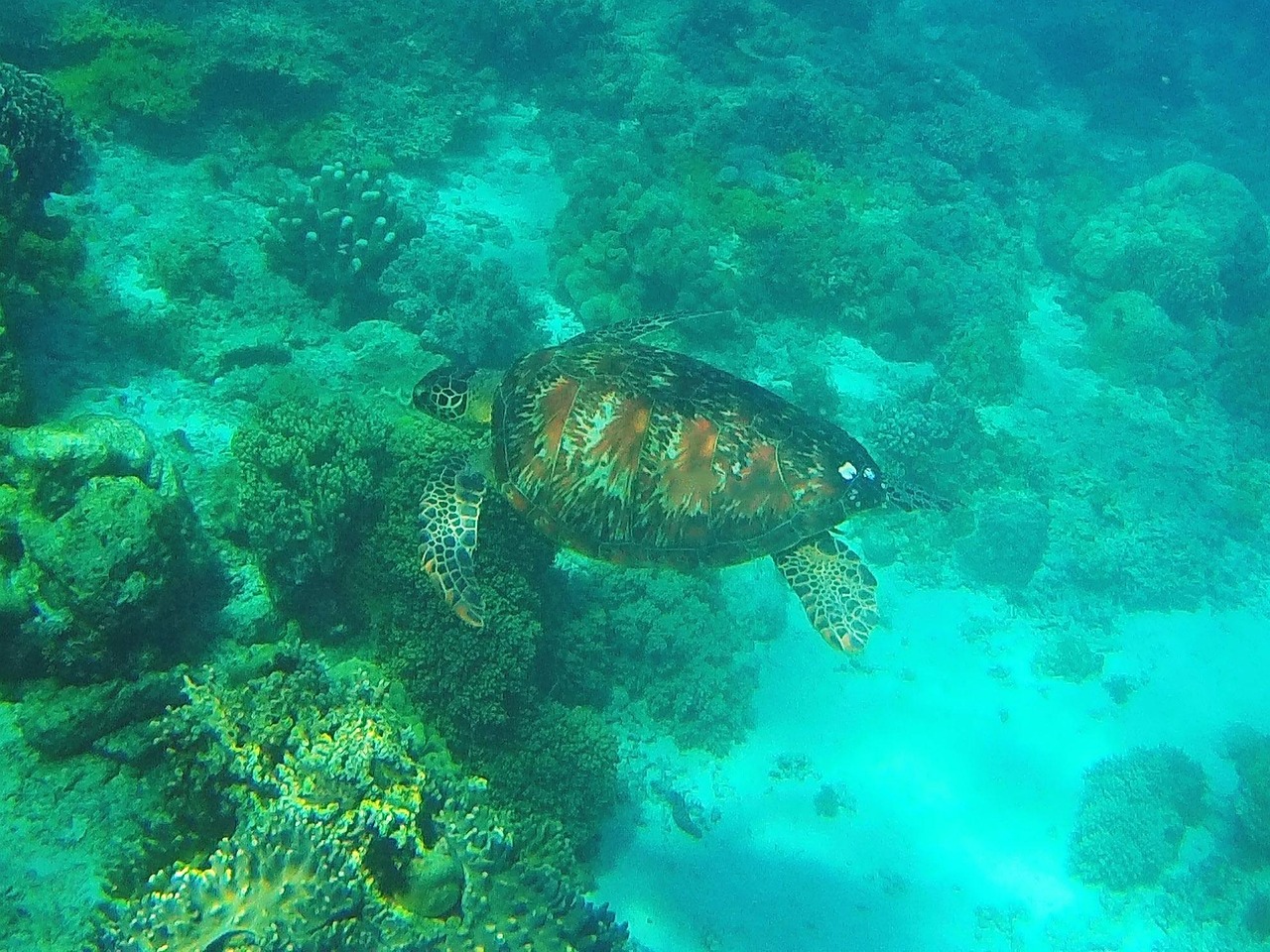Snorkeling with sea turtle over coral reef in El Nido Palawan Philippines