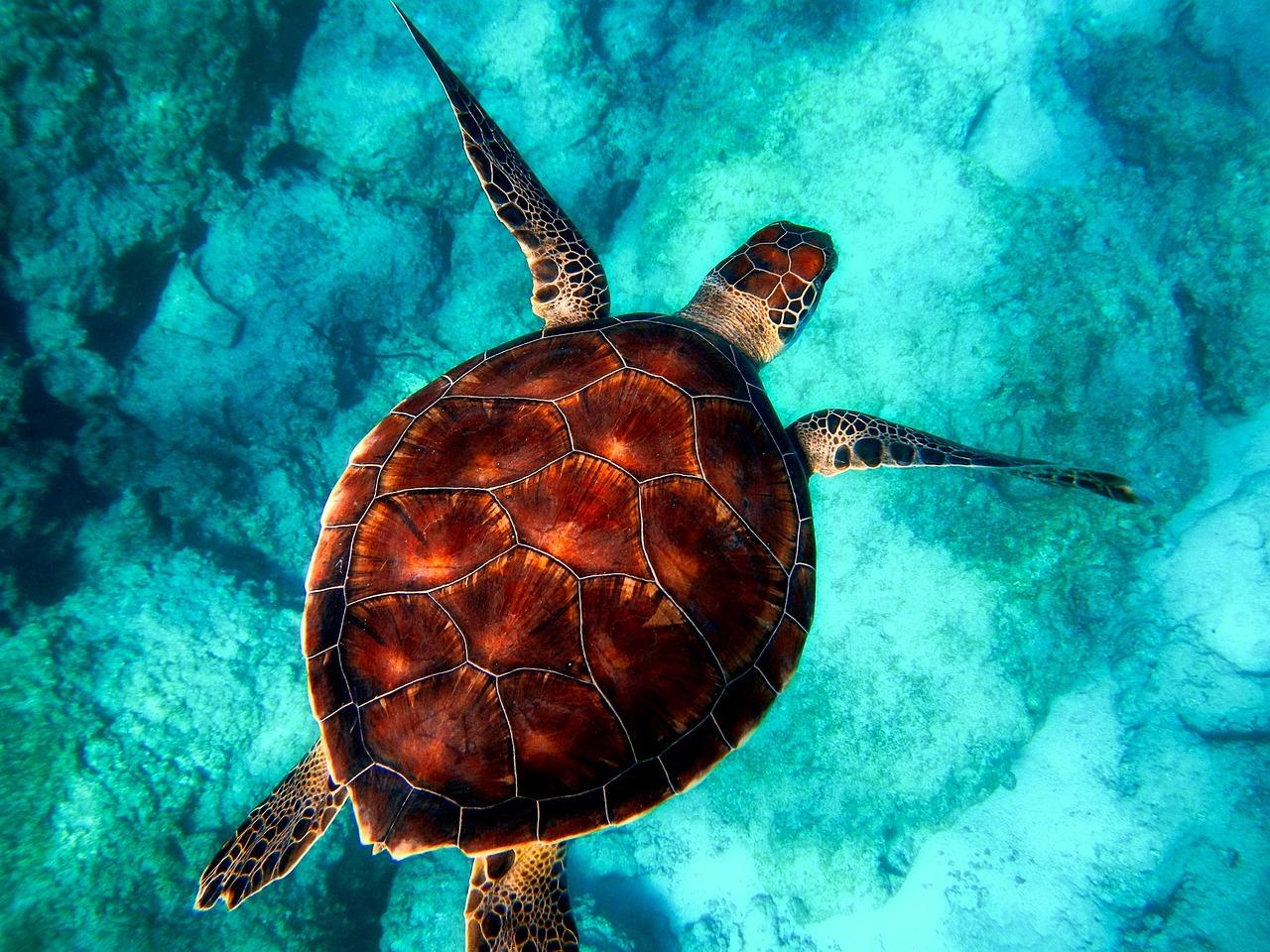 Sea turtle spotted while snorkeling in El Nido Palawan Philippines