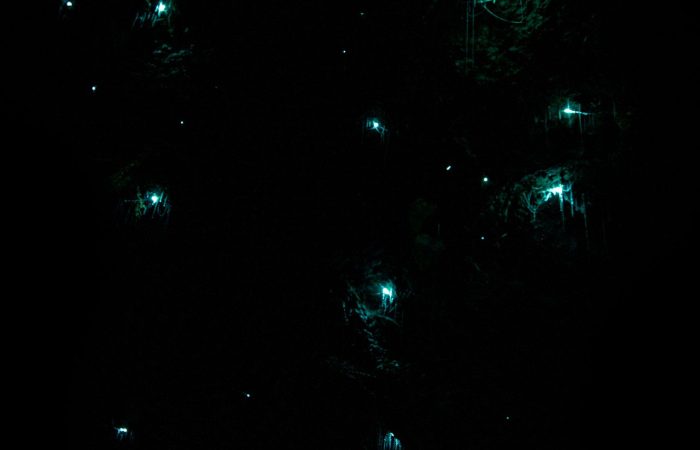 Glowing lights on tree branches at night during Iwahig firefly watching Puerto Princesa Palawan