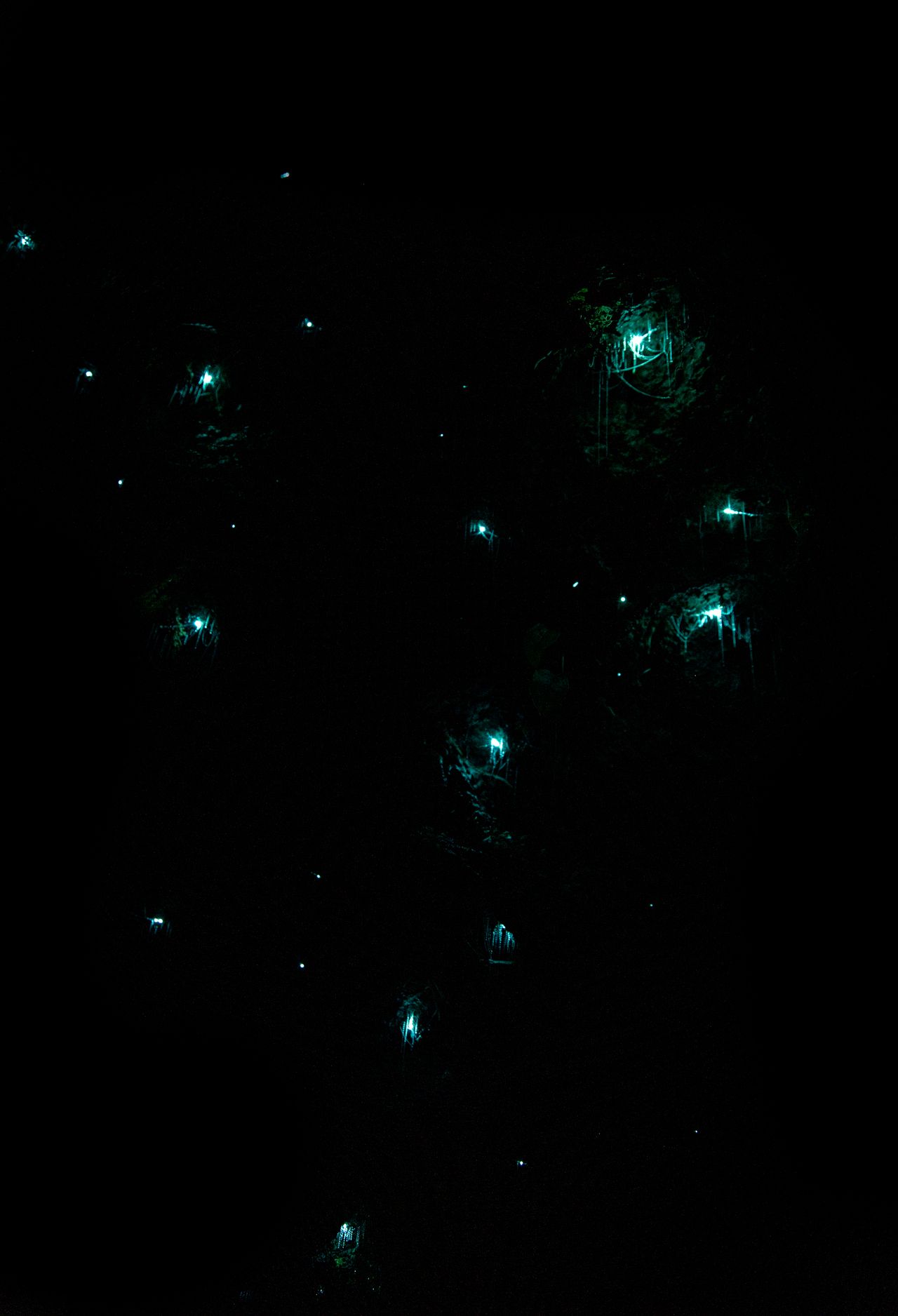 Glowing lights on tree branches at night during Iwahig firefly watching Puerto Princesa Palawan