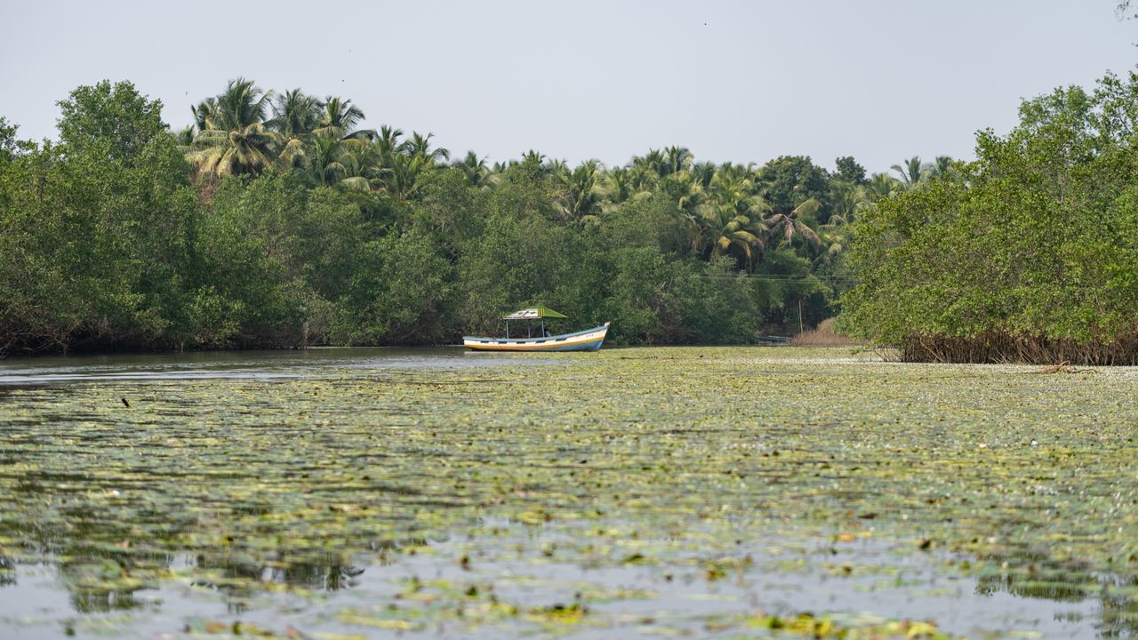 Serene boat ride through mangrove river similar to Iwahig firefly watching Puerto Princesa