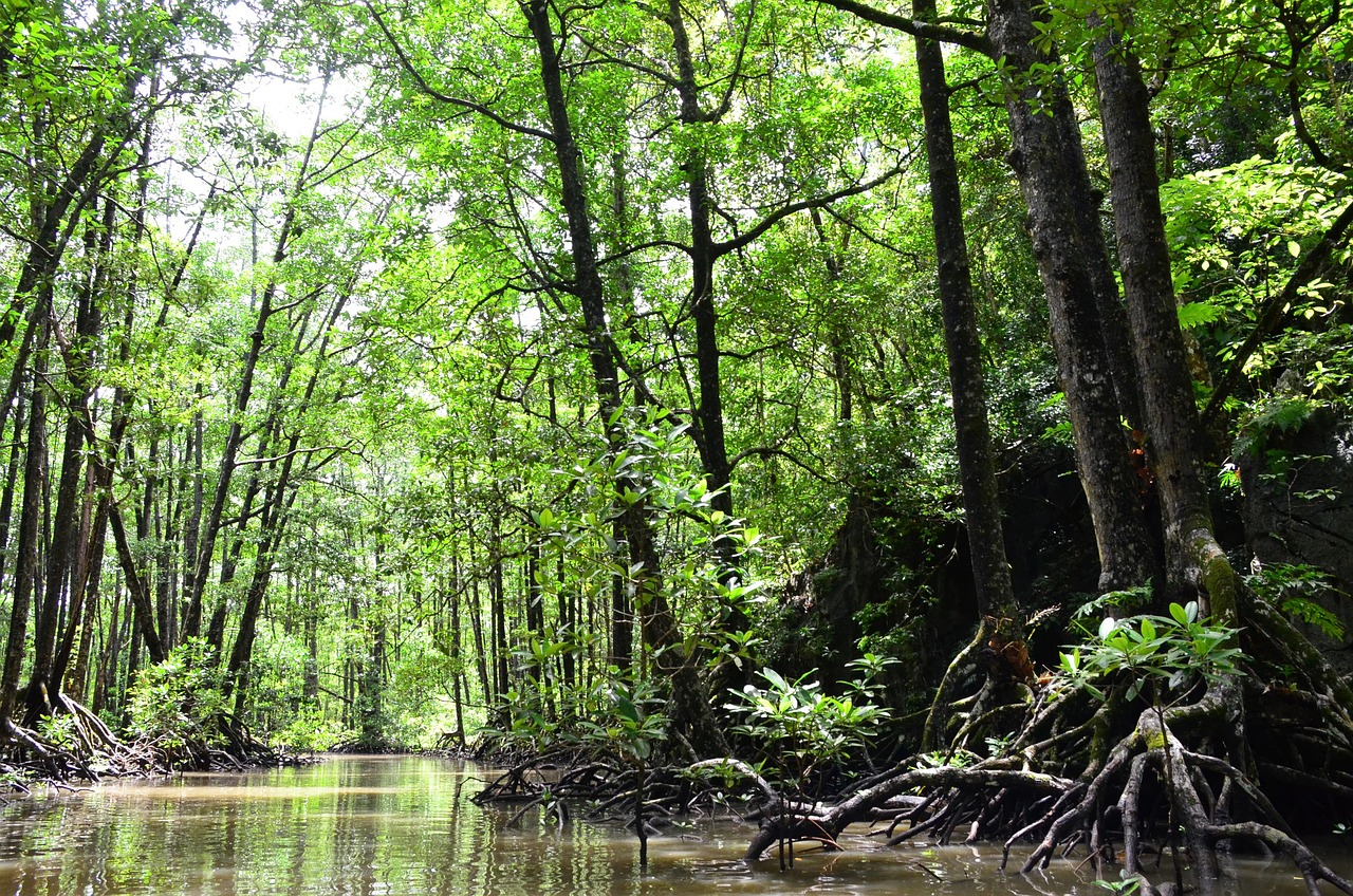 Palawan Philippines mangrove river jungle tropical