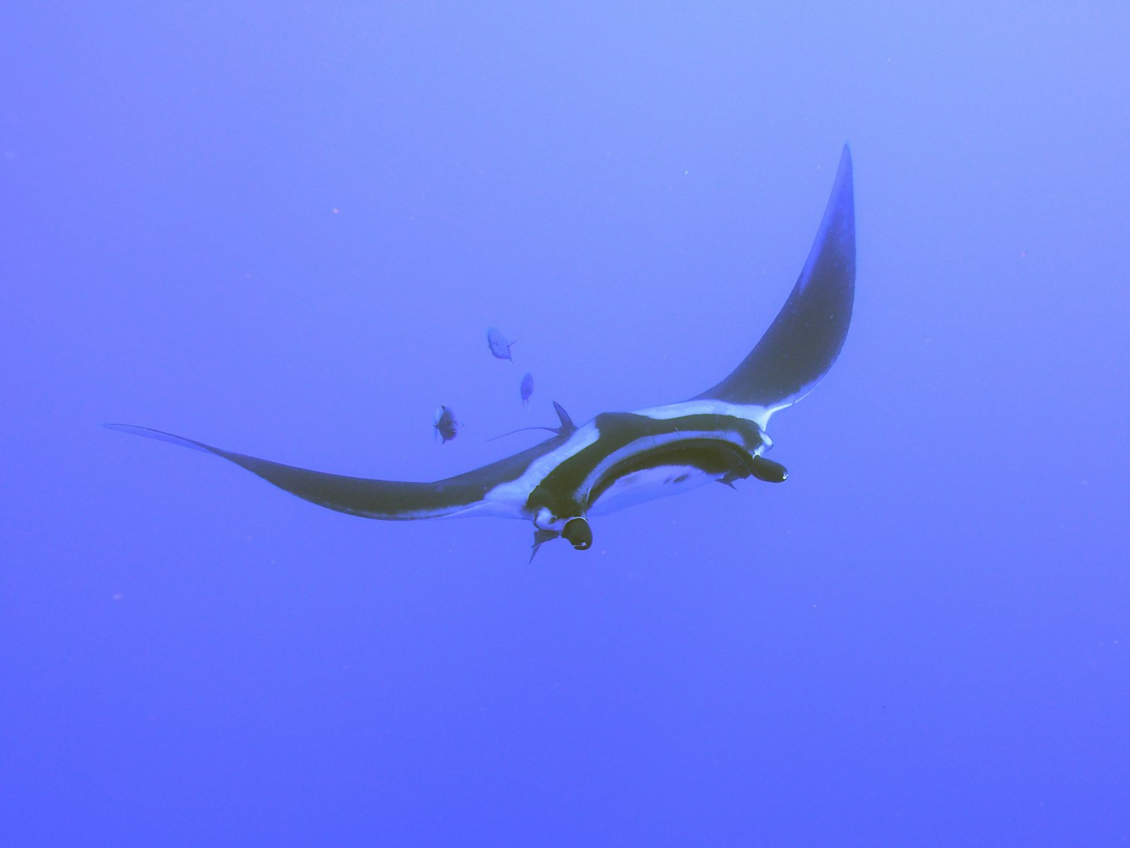 Manta ray sighting while snorkeling near Port Barton Palawan Philippines