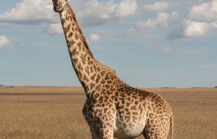 Giraffe grazing in grassland, the species now living at Calauit Safari Park near Coron
