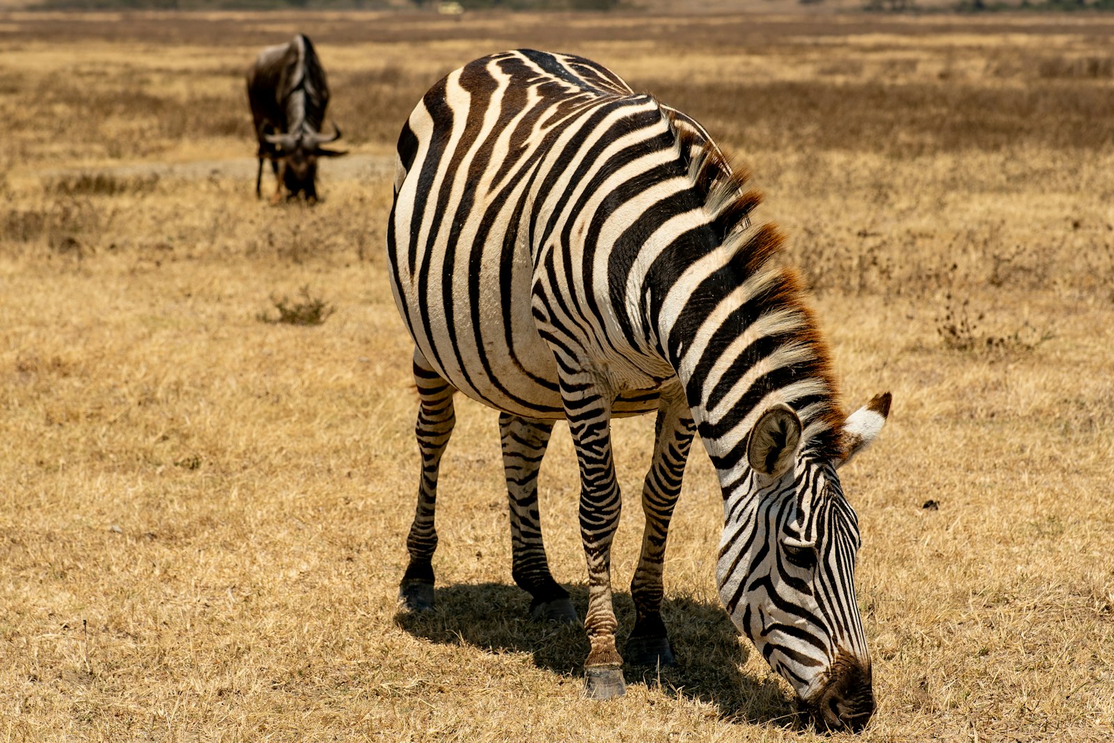 Zebra grazing in open grassland, the species also found at Calauit Safari Park Coron