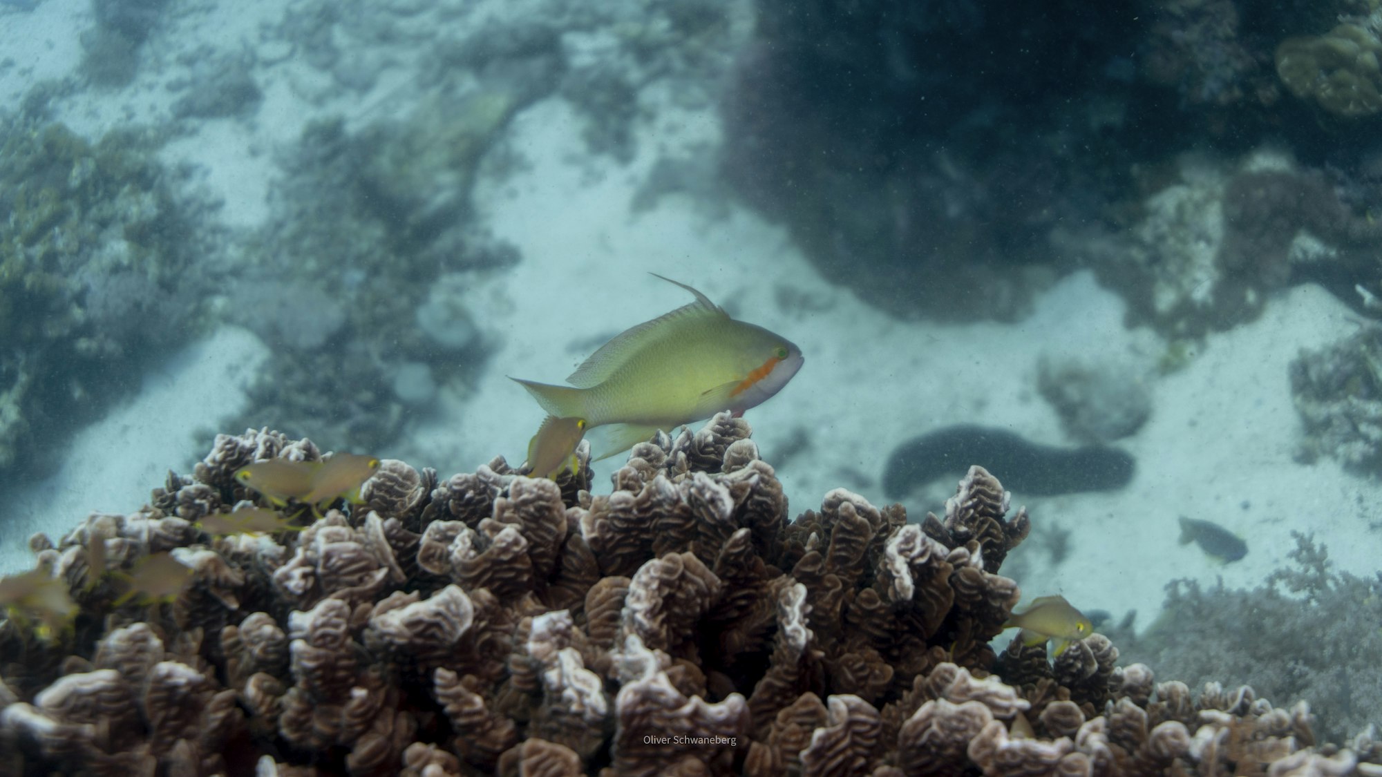 Tropical reef fish over healthy coral, the kind of snorkelling found on Balabac adventure travel trips