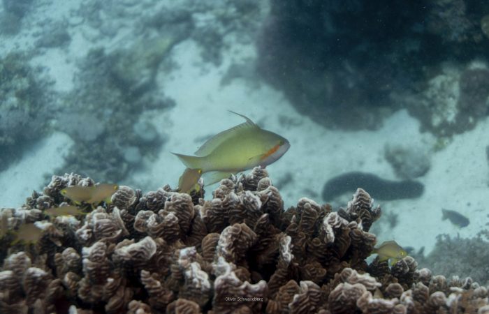 Yellow reef fish over shallow coral, typical of snorkeling in Coron Palawan