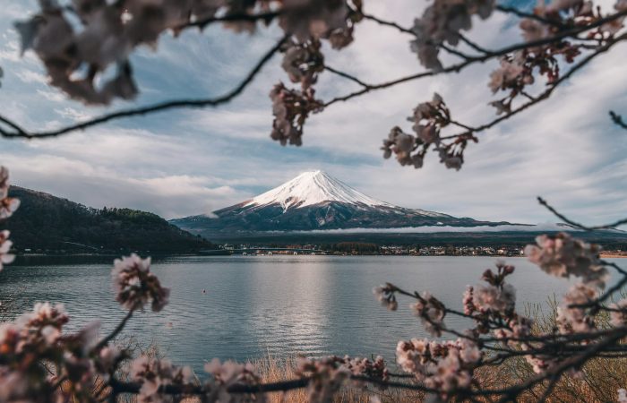 Mount Fuji framed by cherry blossoms at sunrise, the best time to visit Japan for spring