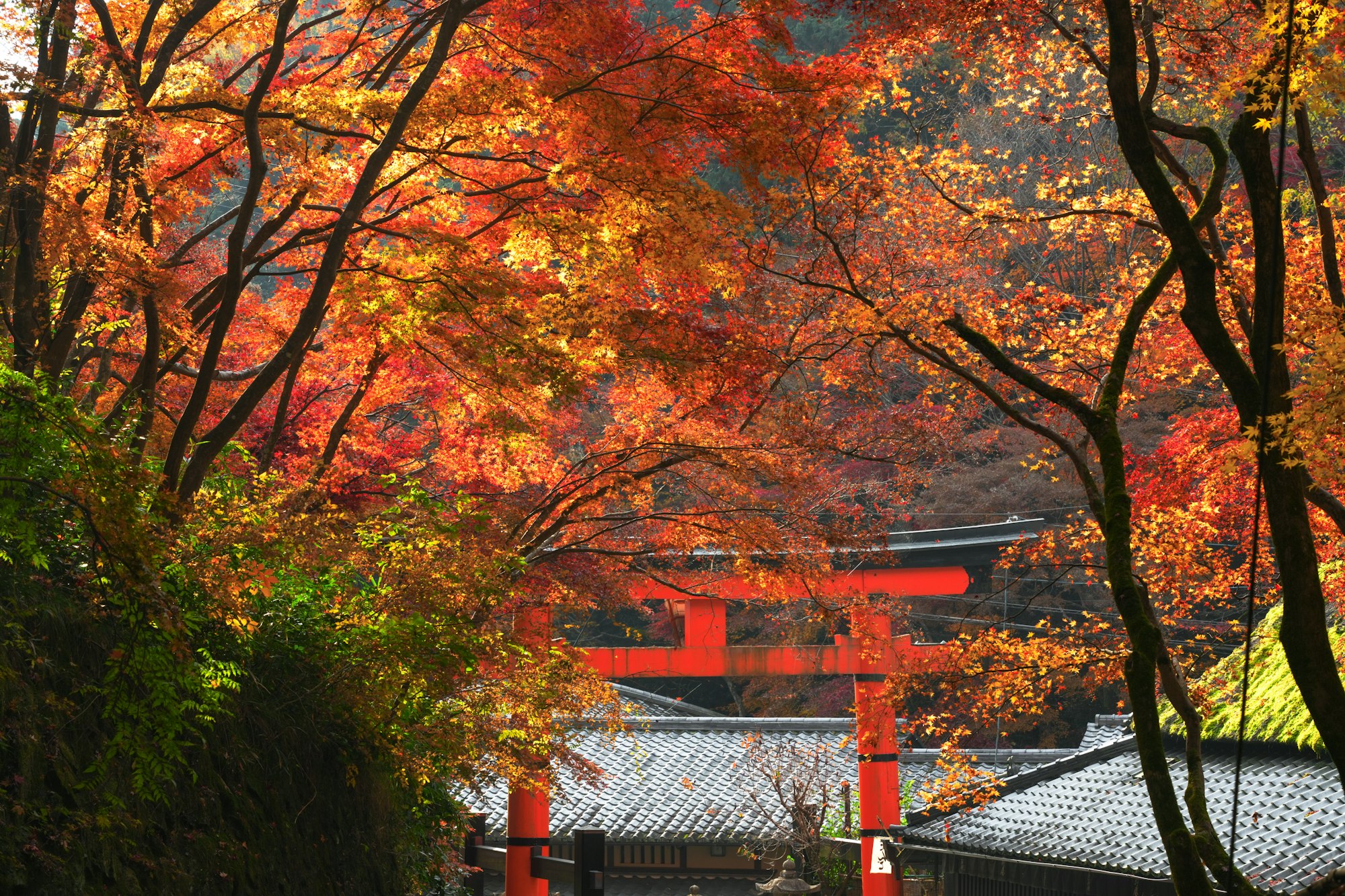 Red torii gate framed by autumn maple leaves in Kyoto, the best time to visit Japan for fall colours