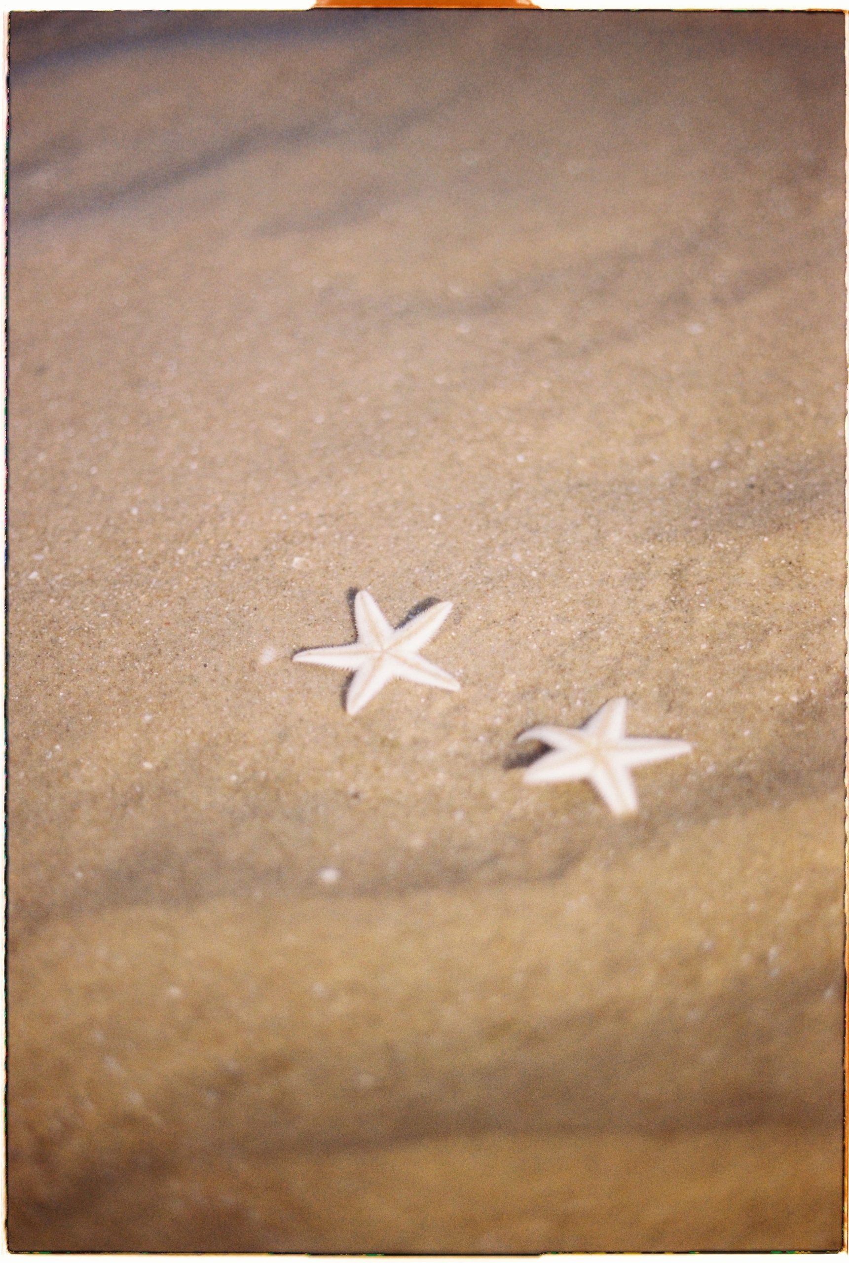 Chocolate chip starfish resting on pale sand in shallow tropical water