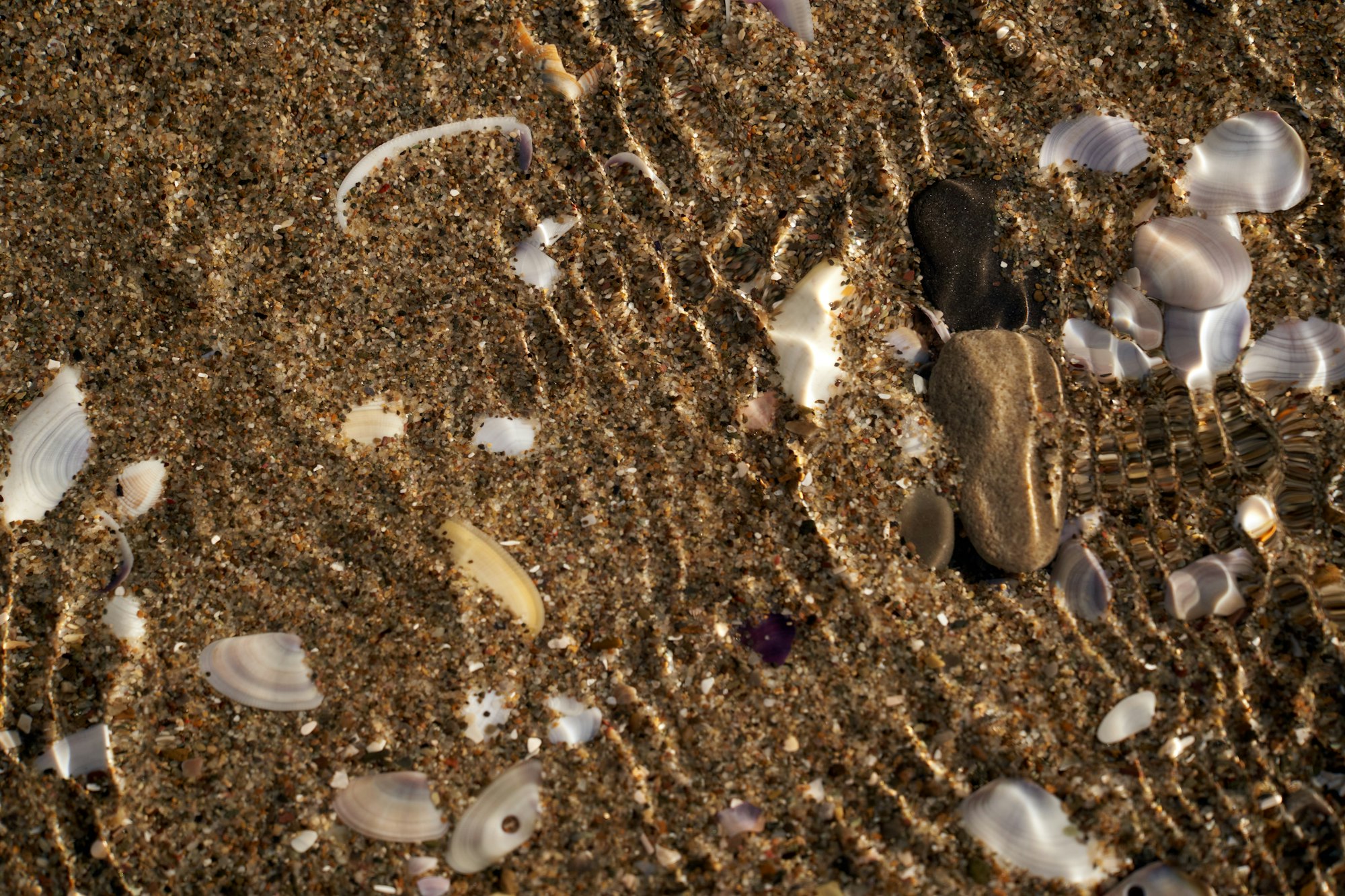 Close-up of coral fragments and shell pieces mixed into pale beach sand