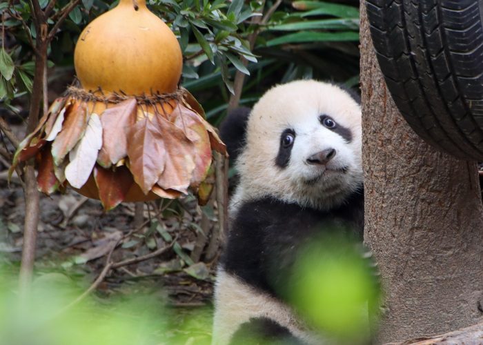 Chengdu in Sichuan province, China