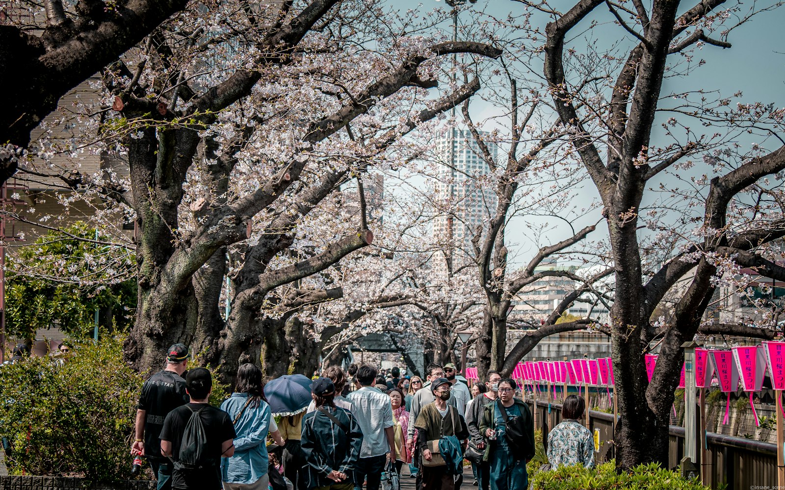 Cherry blossoms and hanami crowds along Meguro River Tokyo, best time to visit Japan