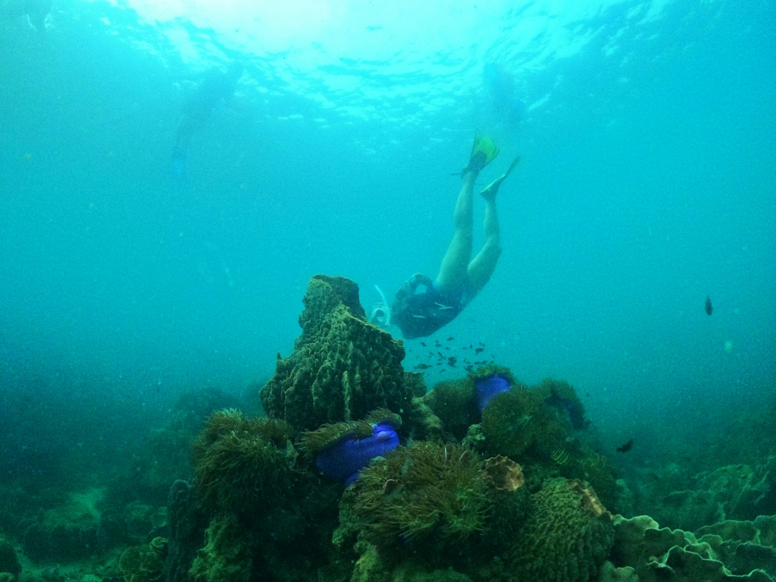 Snorkeler swimming near a coral reef without touching it, the kind of respectful distance leave no trace practices call for