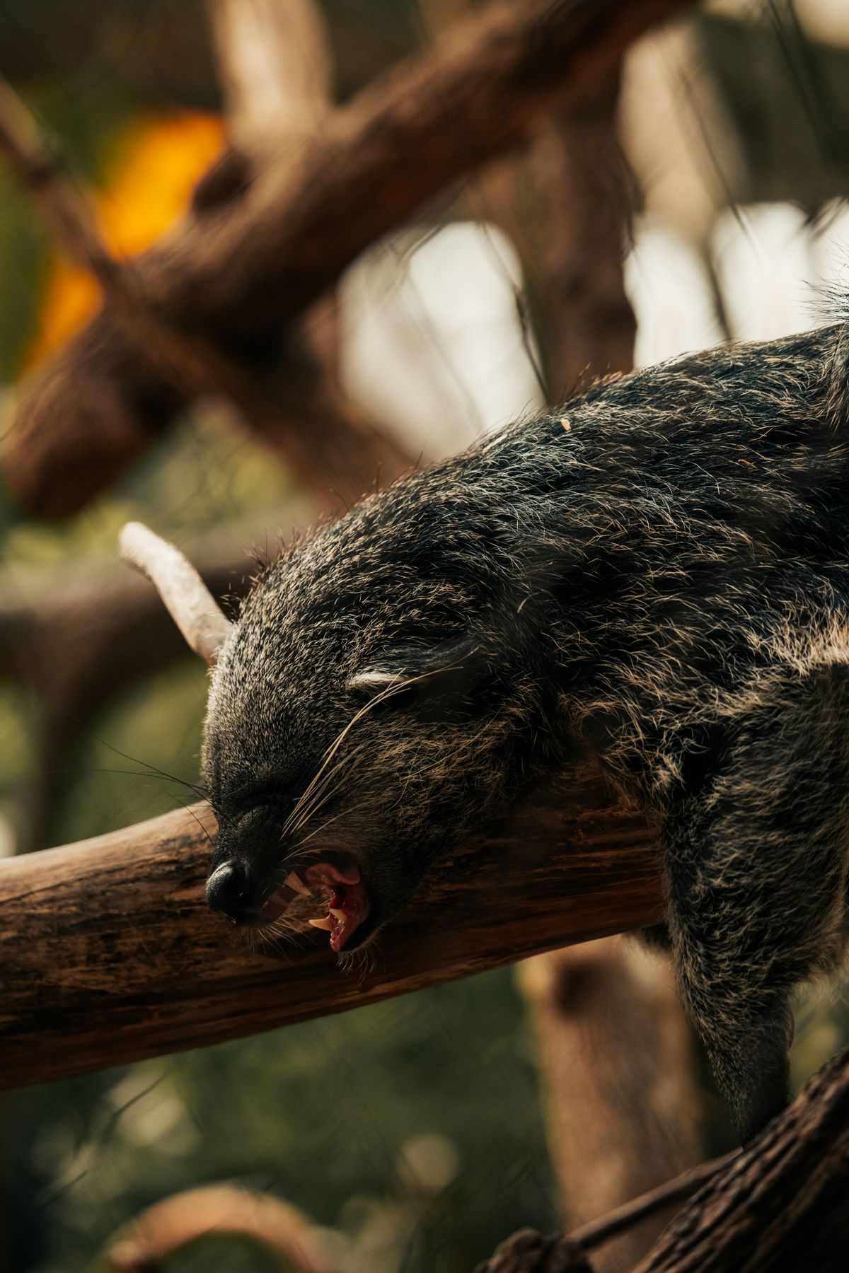 Binturong bearcat gripping a tree branch with its strong prehensile tail