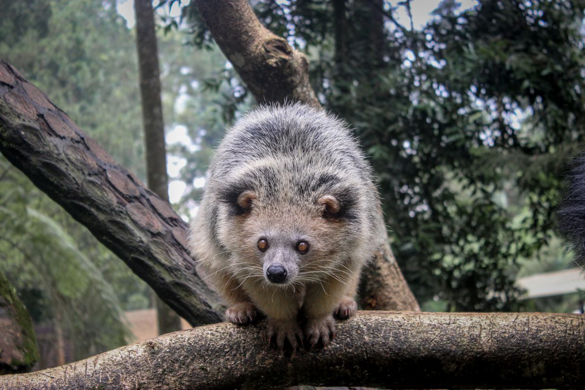 Binturong bearcat perched calmly on a forest branch during a responsible wildlife encounter