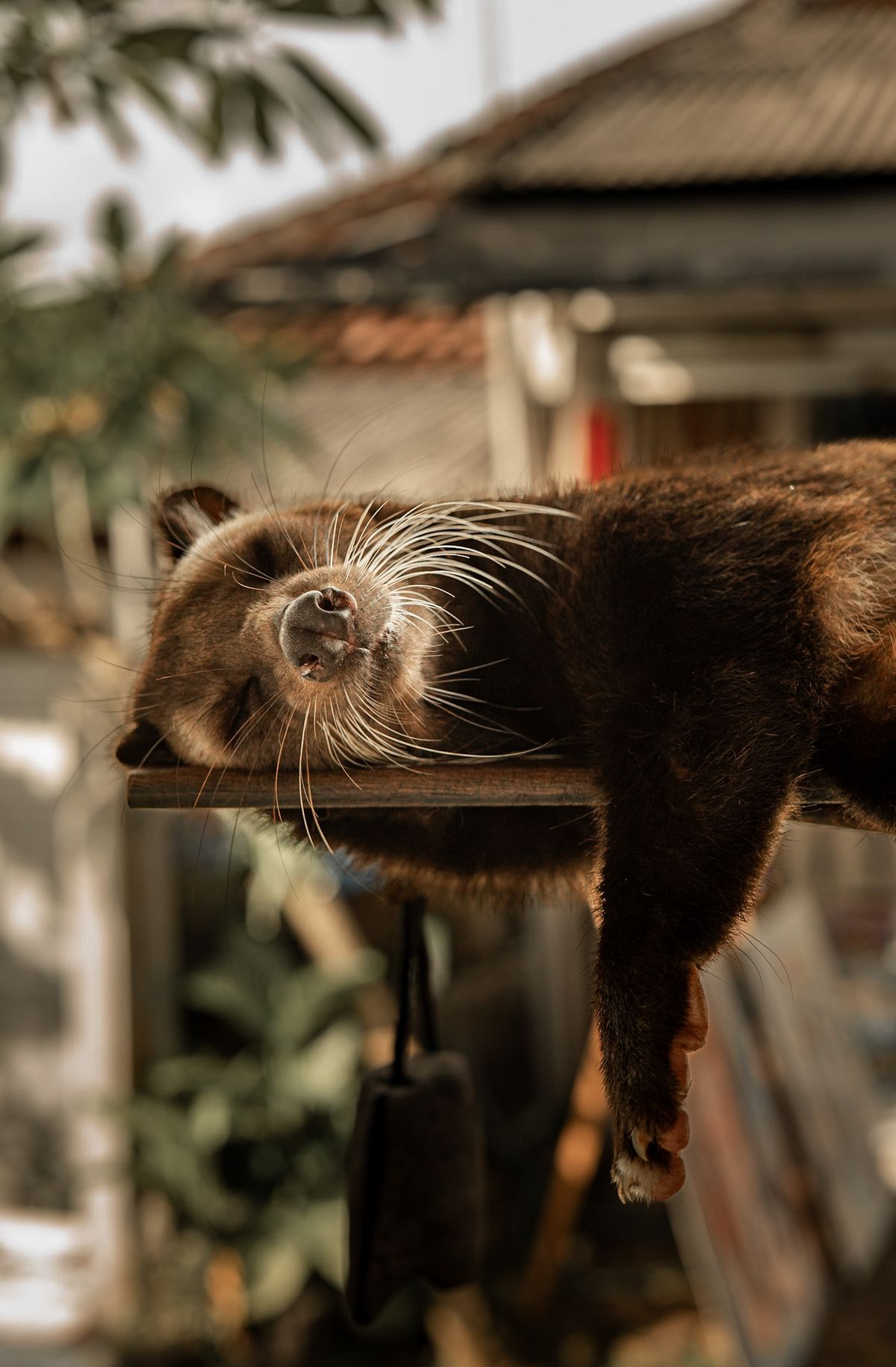Close-up of a Palawan binturong bearcat with its distinctive long whiskers