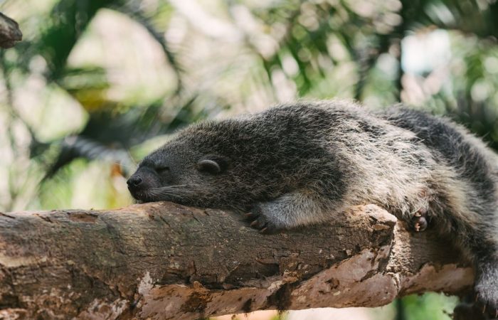 Palawan bearcat binturong resting peacefully on a tree branch in its natural habitat