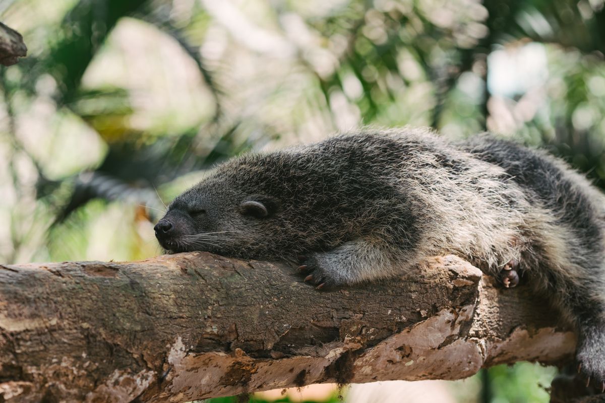 Palawan bearcat binturong resting peacefully on a tree branch in its natural habitat