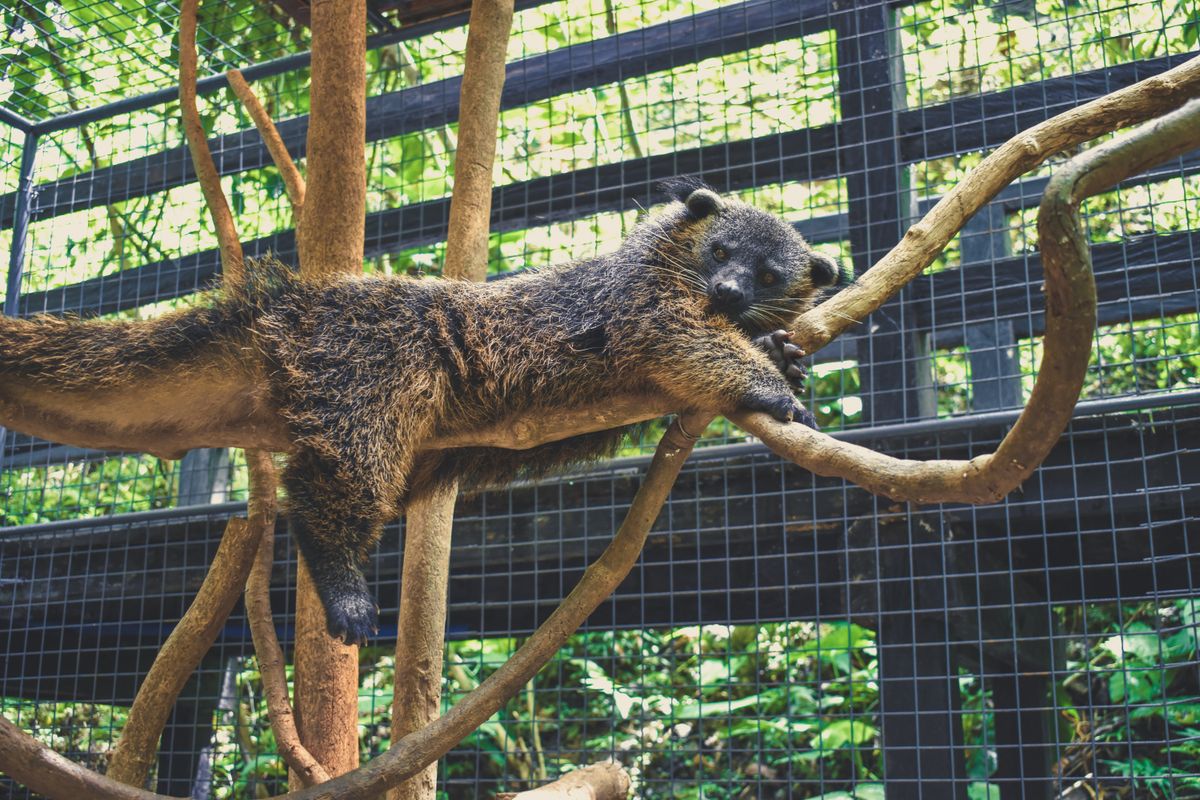Rescued binturong bearcat resting on branches inside a wildlife conservation enclosure