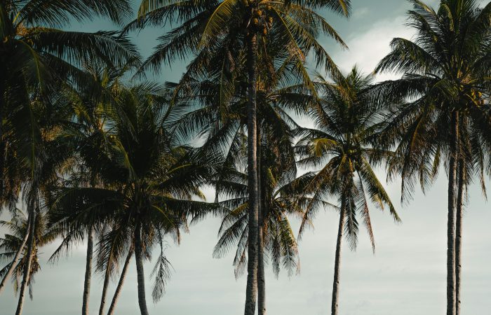 Bangka boats lined up under palm trees on an El Nido beach during Palawan Christmas and New Year peak season