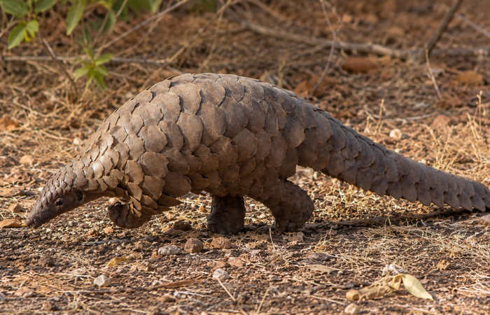 Pangolin walking on the forest floor, the kind of scaly mammal among Palawan endemic animals