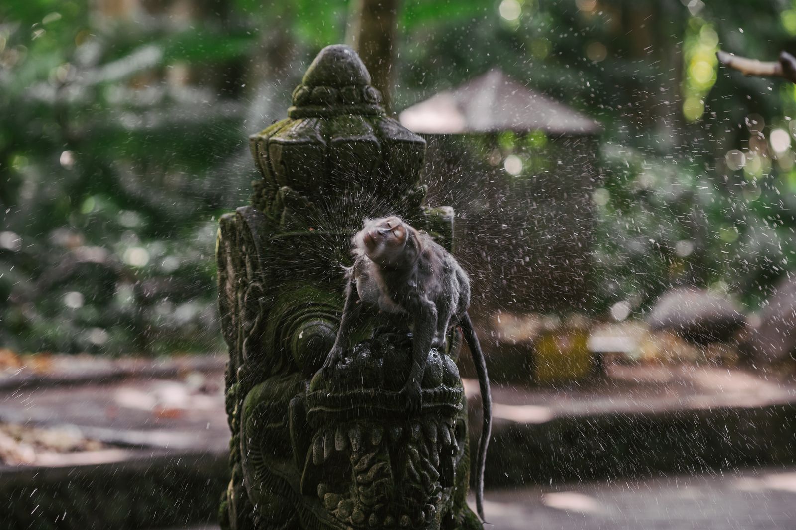 Long-tailed macaque in a rainforest setting, a common sight among Palawan endemic animals habitats