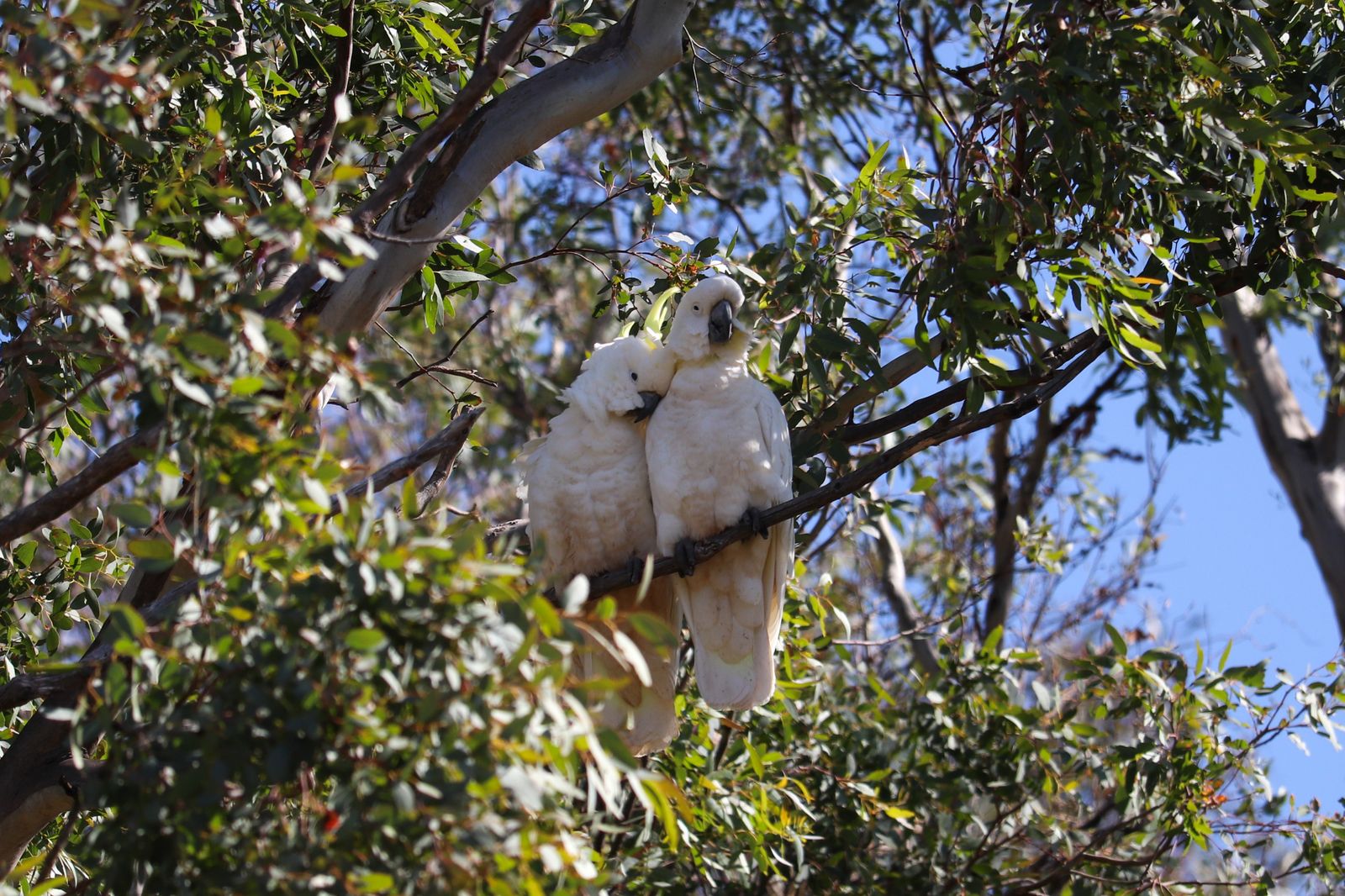Two white cockatoos perched on a leafy branch, similar to Palawan endemic animals like the katala