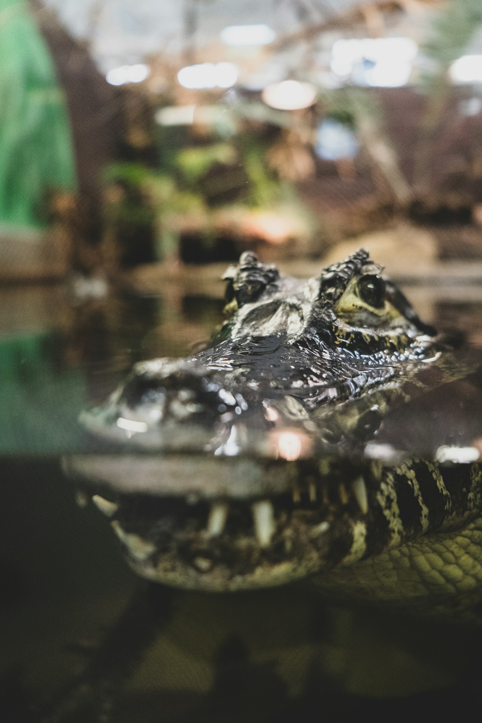 Crocodile floating in water, similar to the adult pens at the Palawan Wildlife Rescue Center