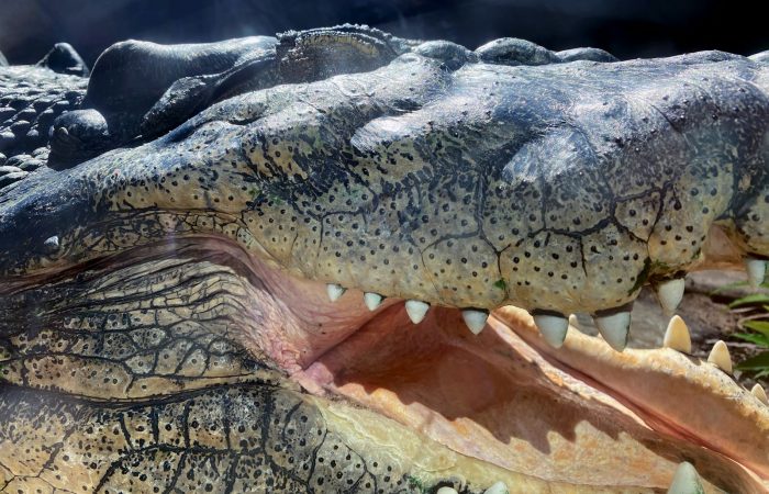 Close-up of a saltwater crocodile at the Palawan Wildlife Rescue Center in Puerto Princesa
