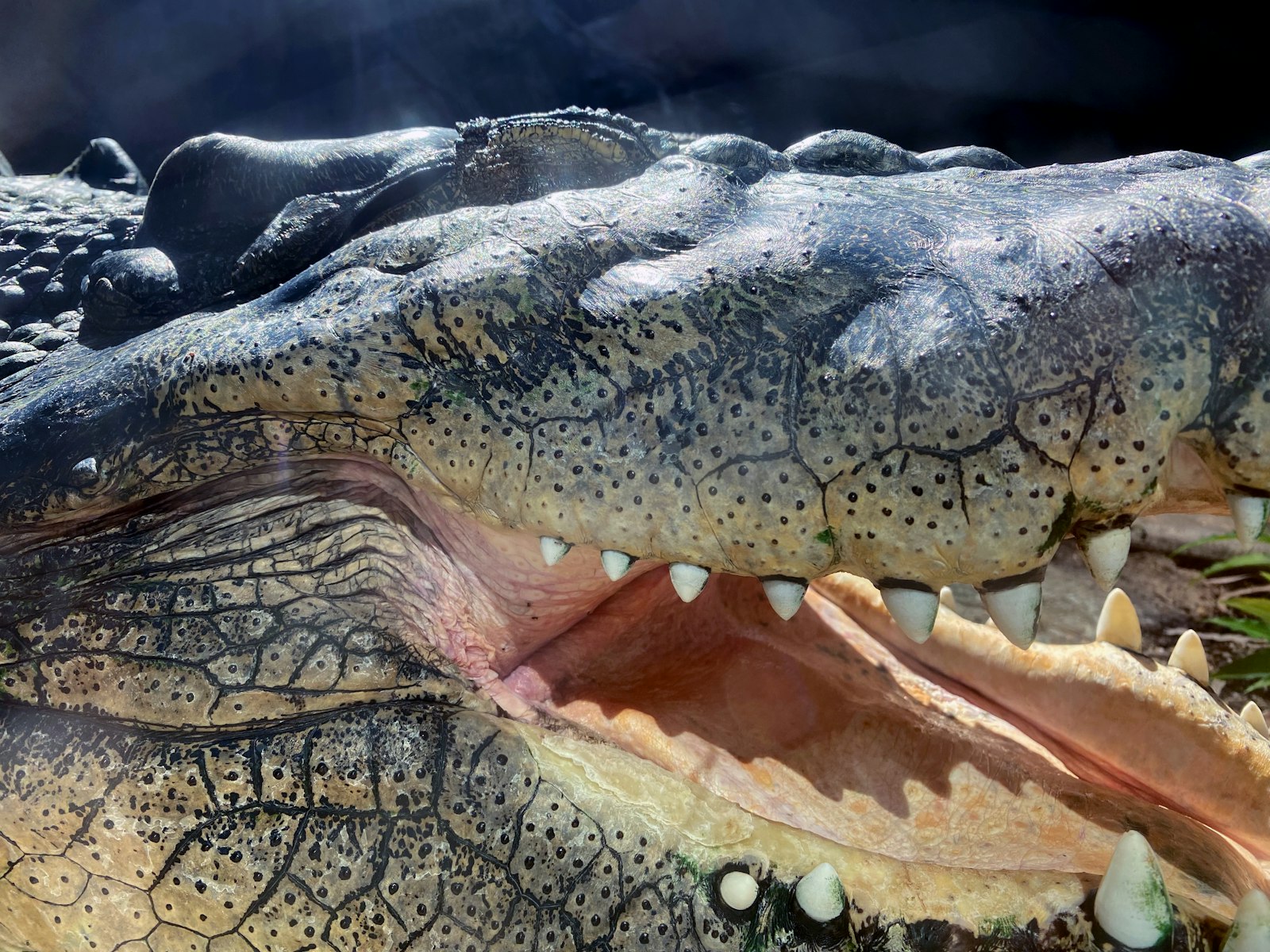 palawan-wildlife-rescue-center-featured.jpg Close-up of a saltwater crocodile at the Palawan Wildlife Rescue Center in Puerto Princesa