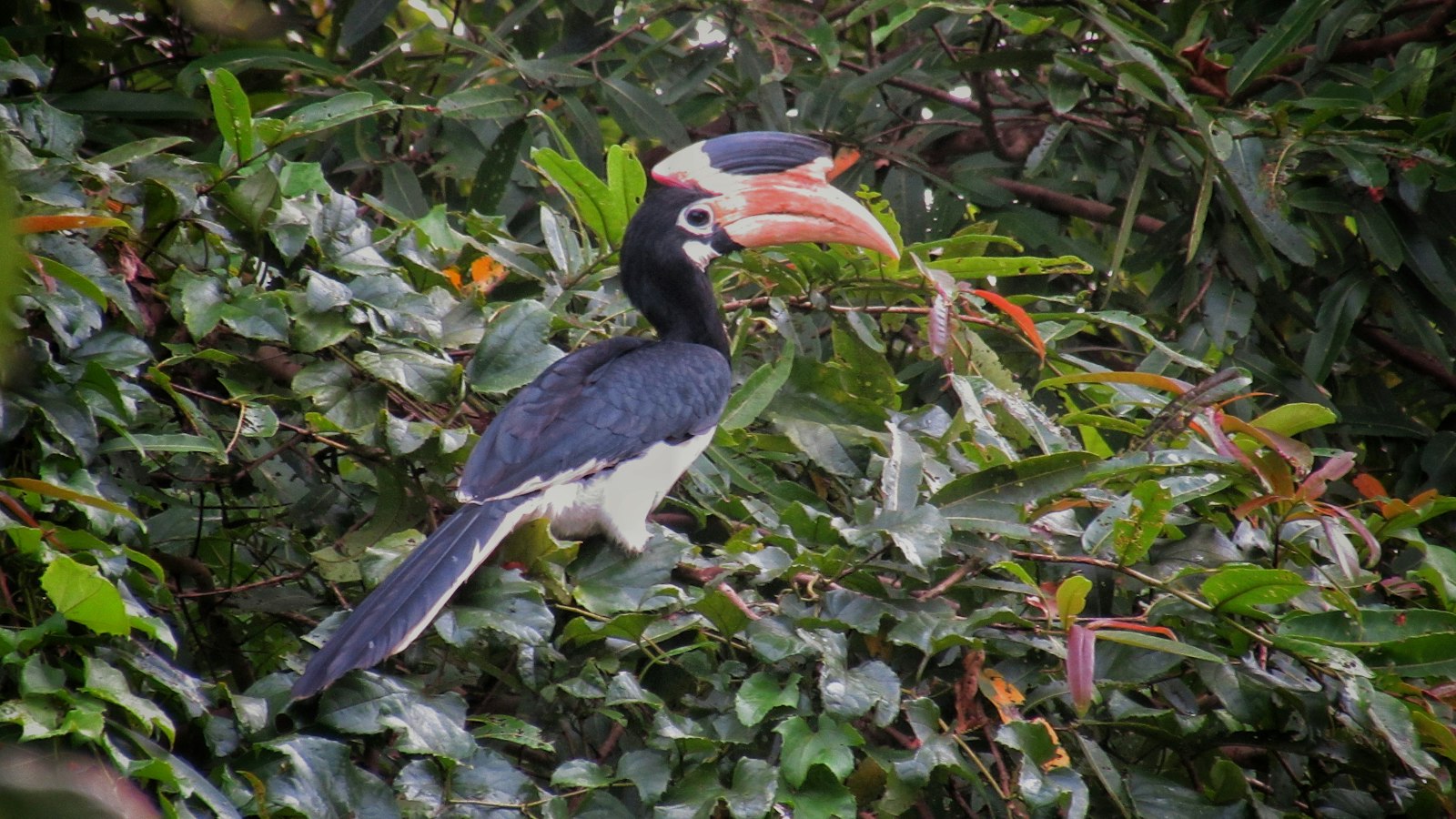 Hornbill perched in a tree, similar to the rescued birds at the Palawan Wildlife Rescue Center