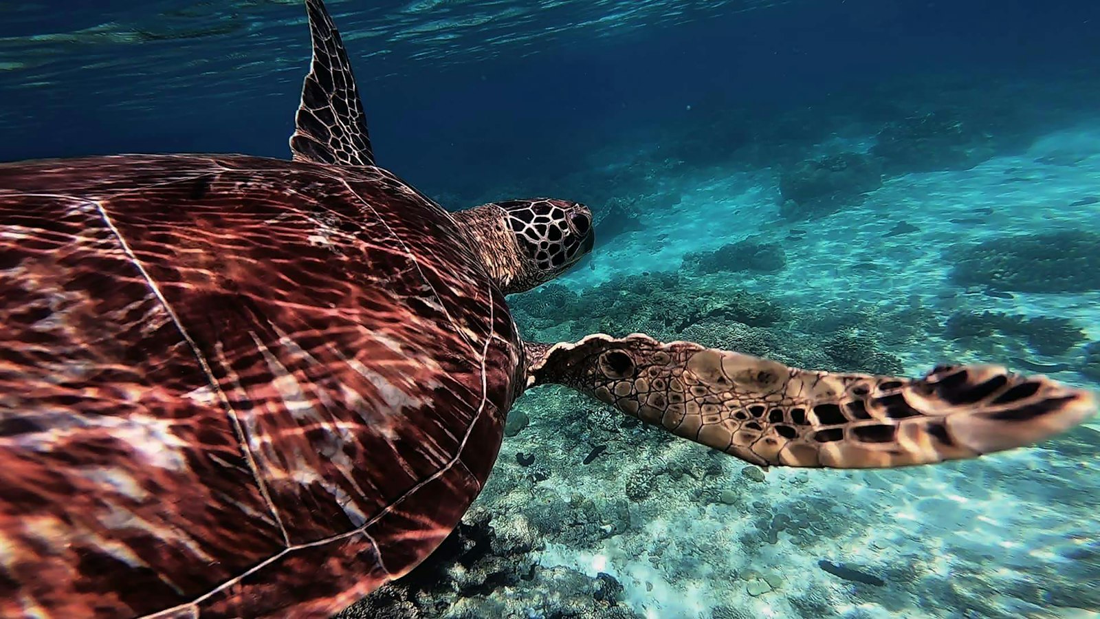Sea turtle swimming in Philippine waters, one of the marine species Palawan conservation work protects