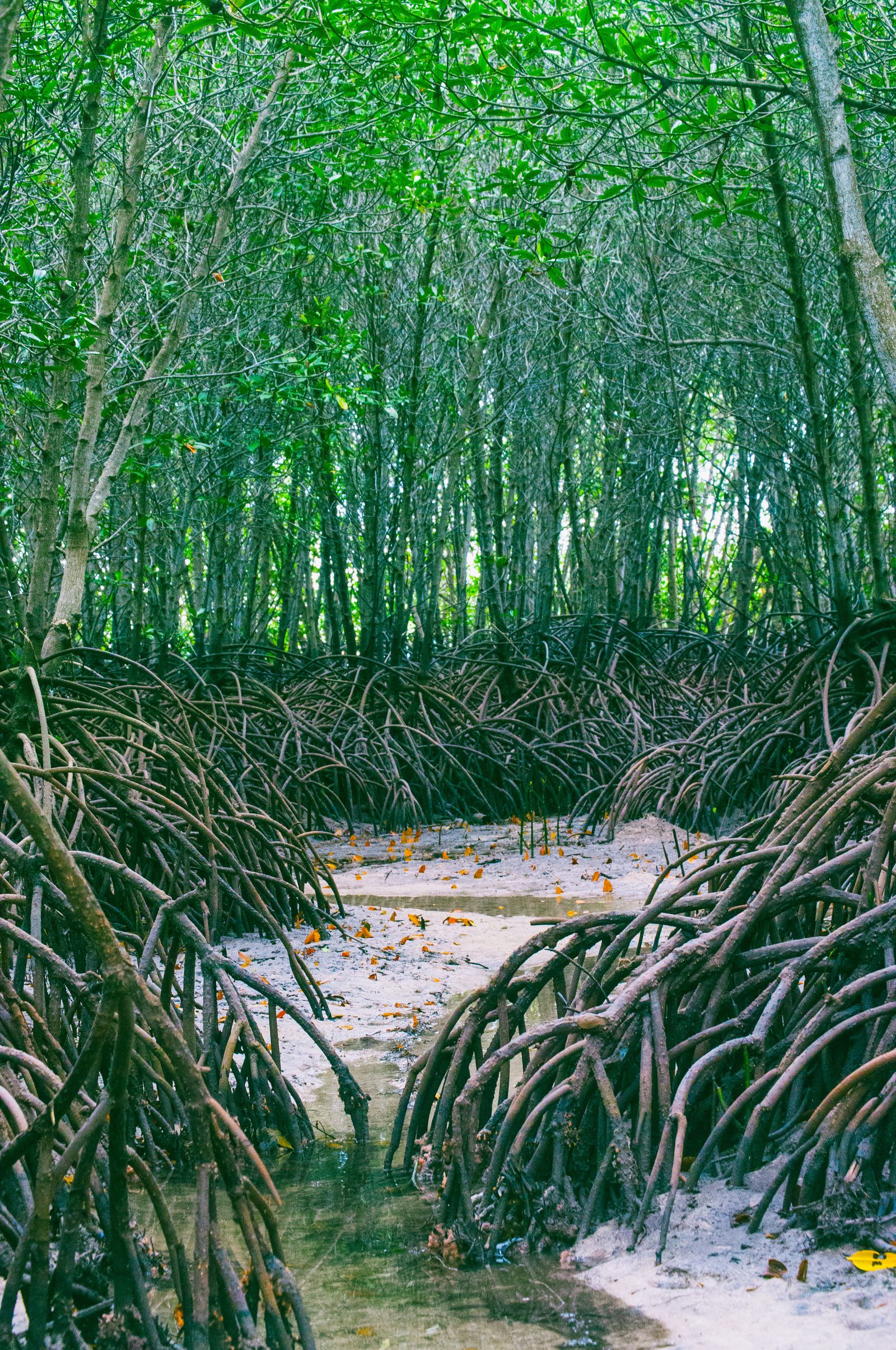 Dense tropical mangrove forest with roots in water, similar to crocodile habitat in Balabac Palawan