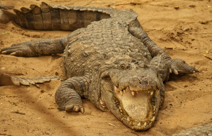Crocodile resting on riverbank, illustrating Palawan's Philippine crocodile conservation story