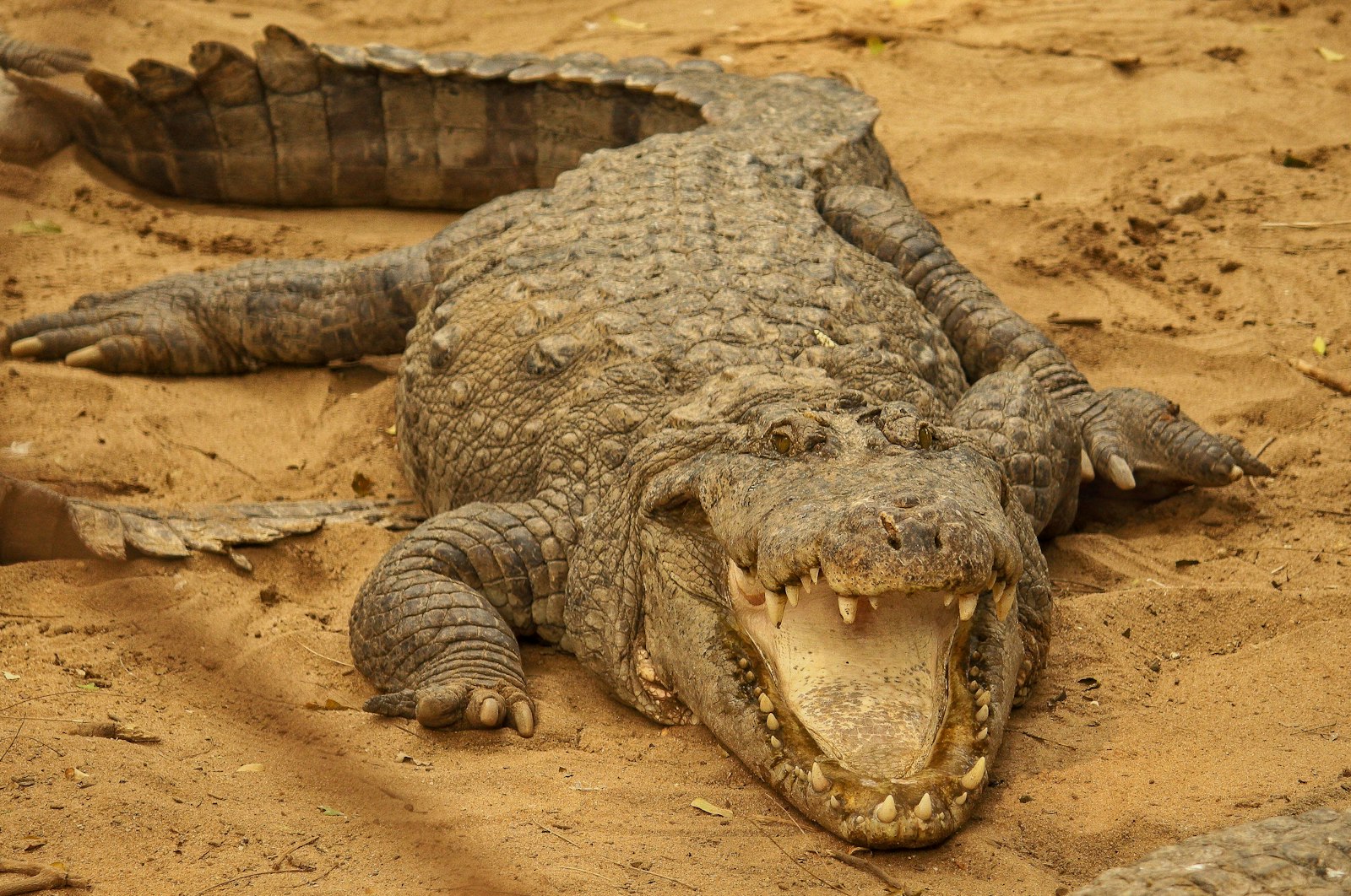 Crocodile resting on riverbank, illustrating Palawan's Philippine crocodile conservation story