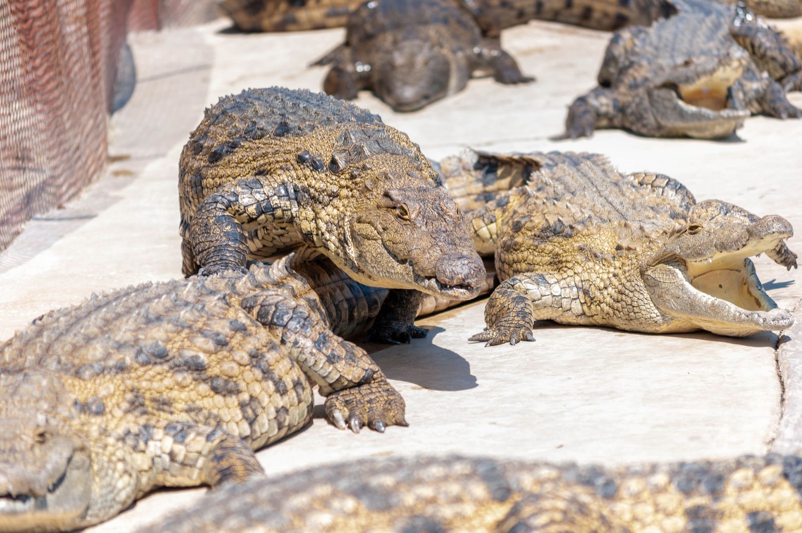 Multiple crocodiles resting in a conservation sanctuary enclosure, similar to Palawan's crocodile rescue center
