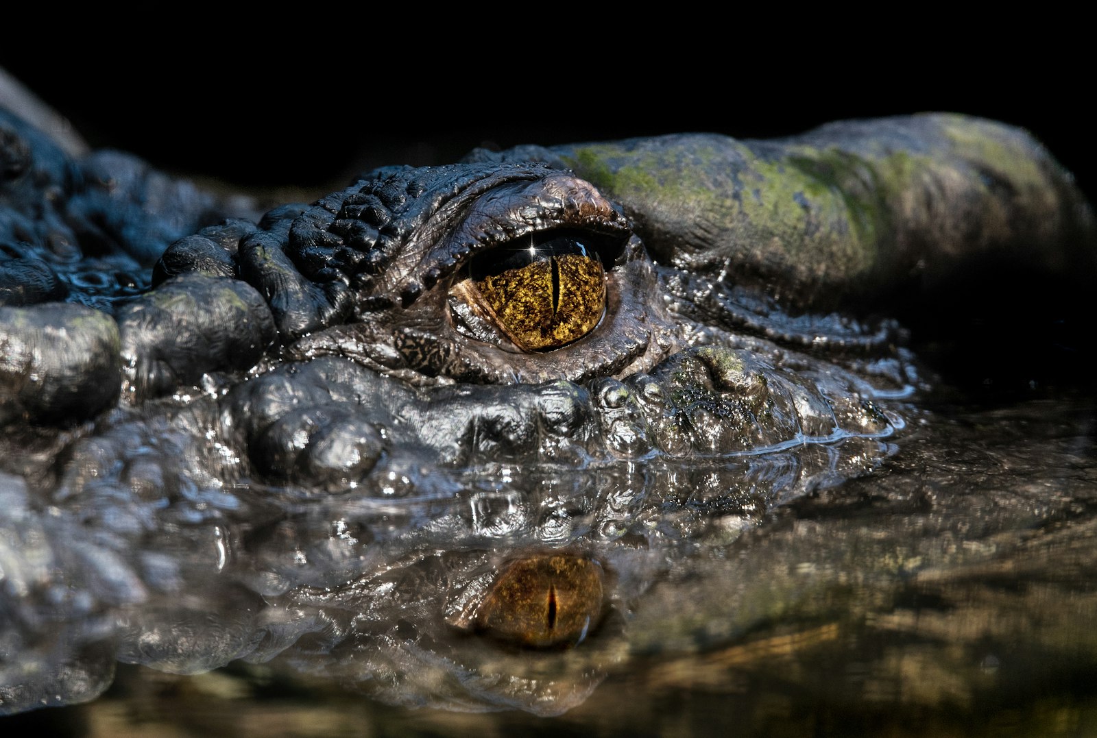 Saltwater crocodile partially submerged in water, the species found wild in some Palawan rivers