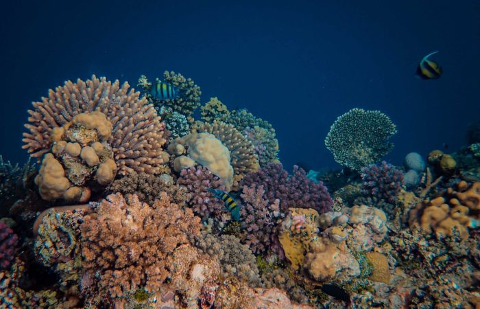 Coral reef with tropical fish, the kind of reef stop on a Port Barton snorkeling guide tour