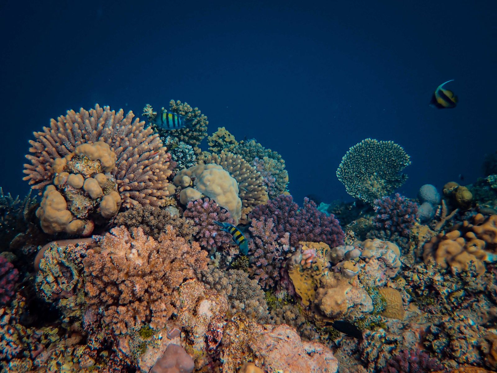 Coral reef with tropical fish, the kind of reef stop on a Port Barton snorkeling guide tour