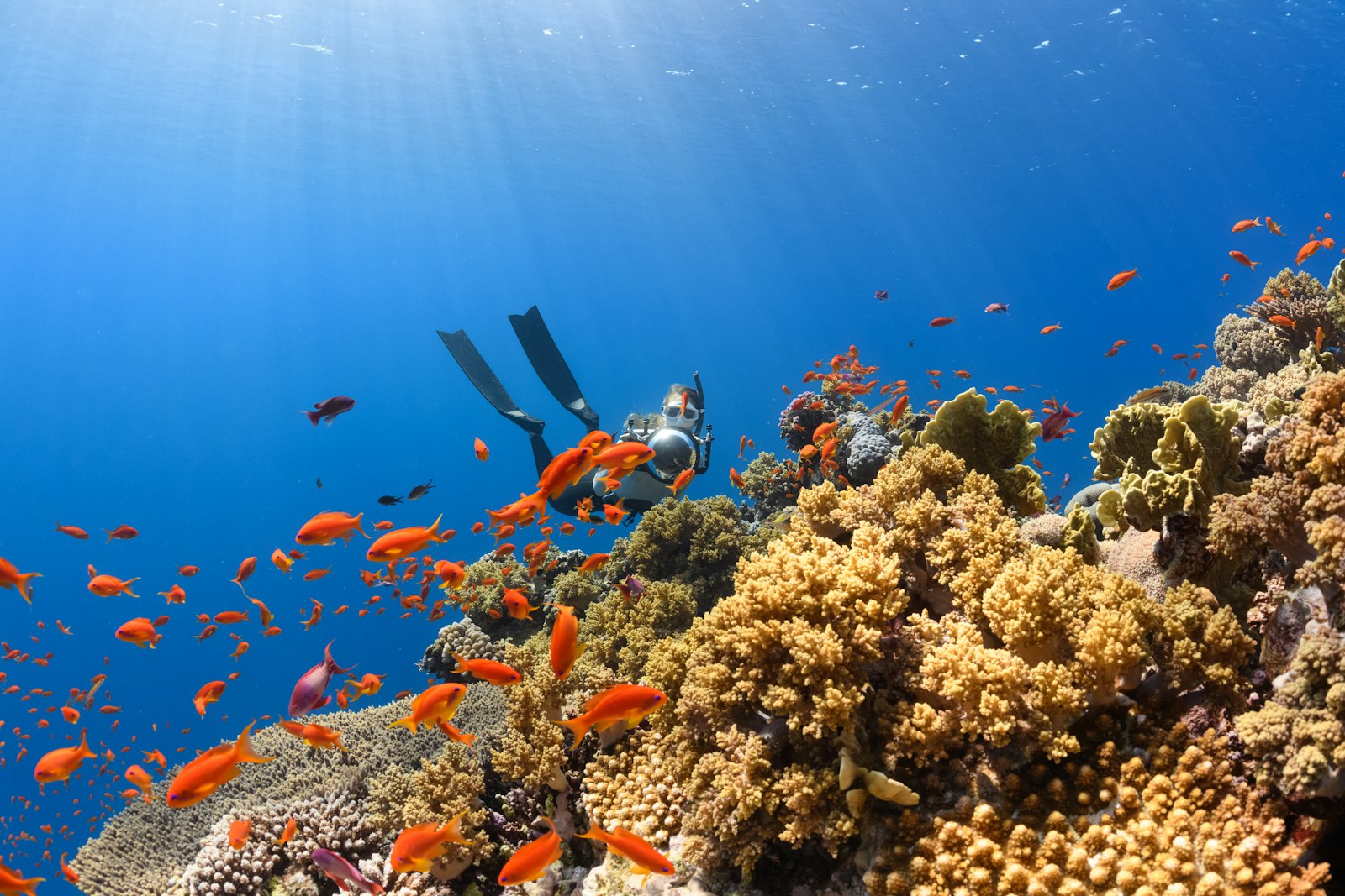 Diver swimming over a coral-covered reef, similar to how coral has colonized Coron's WW2 wrecks